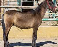 ancce-andalusian-horse