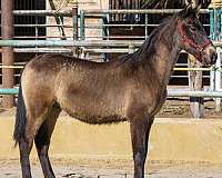ialha-andalusian-horse