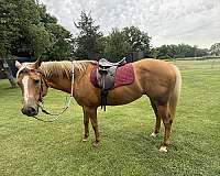 quarter-horse-mare
