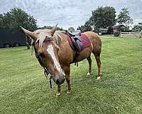 quarter-horse-for-sale