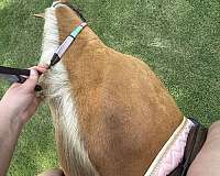 quarter-horse