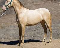perlino-andalusian-horse