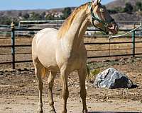blue-eyes-andalusian-horse