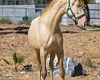 green-eyes-andalusian-horse