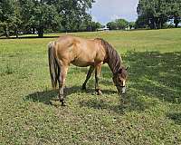 bay-perlino-pony-quarter-pony-mare-stallion