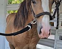 blue-eyed-pony-quarter-pony