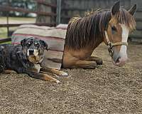 stallion-pony-quarter-pony