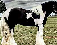 athlete-gypsy-vanner-horse