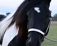 athlete-stallion