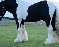 sweet-stallion