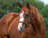 reyz-n-hell-quarter-horse