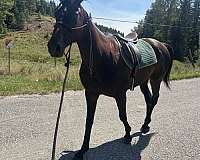 basics-thoroughbred-horse