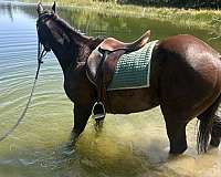 athletic-thoroughbred-horse