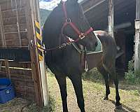 all-around-thoroughbred-horse