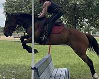 phr-warmblood-horse