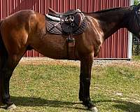 english-pleasure-warmblood-horse