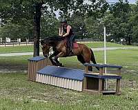 equitation-warmblood-horse