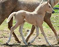 equitation-morgan-palomino-horse
