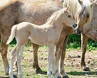 bronze-morgan-horse