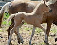 bug-morgan-horse