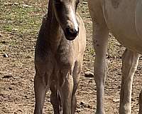 morgan-colt