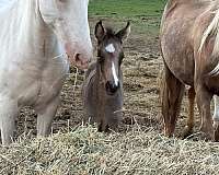 morgan-horse-for-sale