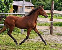 breeding-foundation-morgan-horse