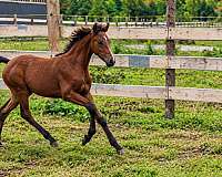 bay-morgan-filly-mare