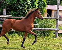 beauty-morgan-horse