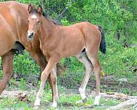morgan-colt