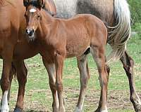 morgan-horse-for-sale