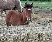morgan-horse