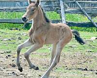 black-buckskin-morgan-colt-mare