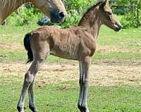 black-buckskin-equitation-horse