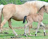 black-buckskin-performance-horse