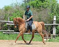 dressage-jumping-morgan-quarter-horse