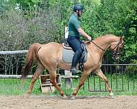 dun-red-dun-morgan-quarter-horse-gelding