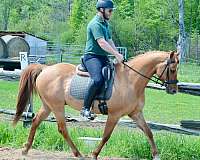 dun-red-dun-dressage-jumping-horse