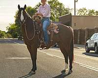 calf-roping-quarter-horse