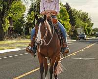 all-around-quarter-horse