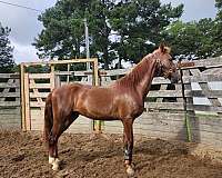 disposition-saddlebred-horse