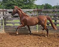 easy-to-work-with-saddlebred-horse