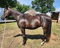 morgan-mare
