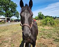 morgan-horse-for-sale