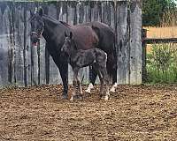 morgan-horse