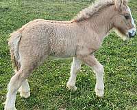 dun-ghra-colt