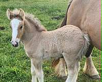 dun-ghra-horse