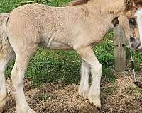 grulla-gypsy-vanner-colt-foal