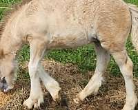 gypsy-colt-foal