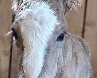 vanner-colt-foal